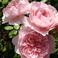 Троянда англійська Віслі